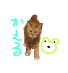 結構つかいやすい（個別スタンプ：8）