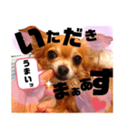 毎日おいもスタンプ1（個別スタンプ：1）