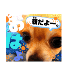 毎日おいもスタンプ1（個別スタンプ：3）