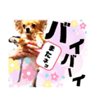 毎日おいもスタンプ1（個別スタンプ：6）