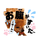 毎日おいもスタンプ1（個別スタンプ：13）