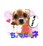 毎日おいもスタンプ1（個別スタンプ：15）