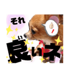 毎日おいもスタンプ1（個別スタンプ：16）