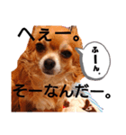 毎日おいもスタンプ1（個別スタンプ：19）