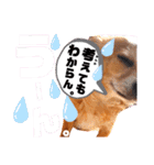毎日おいもスタンプ1（個別スタンプ：20）