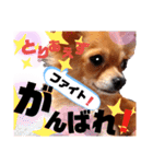 毎日おいもスタンプ1（個別スタンプ：33）