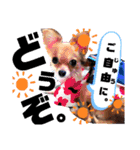 毎日おいもスタンプ1（個別スタンプ：34）