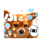 毎日おいもスタンプ1（個別スタンプ：35）