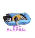 かぼちゃの毎日（個別スタンプ：5）