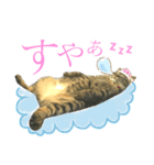 トロ^._.^16（個別スタンプ：1）
