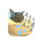 トロ^._.^16（個別スタンプ：3）