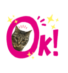 トロ^._.^16（個別スタンプ：8）