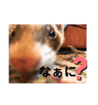 こもものきもち（個別スタンプ：3）
