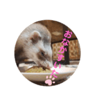 こもものきもち（個別スタンプ：5）
