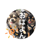 OREO✡︎TIROL（個別スタンプ：2）
