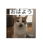 チャミくん（個別スタンプ：7）