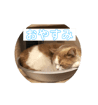 チャミくん（個別スタンプ：8）