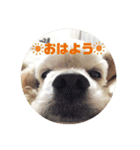アメリカンコッカー☆あずきとあんず（個別スタンプ：1）