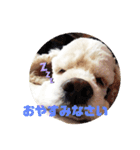 アメリカンコッカー☆あずきとあんず（個別スタンプ：2）
