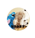 アメリカンコッカー☆あずきとあんず（個別スタンプ：11）