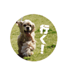 アメリカンコッカー☆あずきとあんず（個別スタンプ：21）