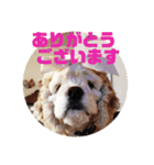 アメリカンコッカー☆あずきとあんず（個別スタンプ：23）