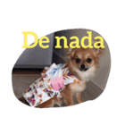 Hola！チワワのAnita②（個別スタンプ：17）