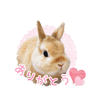 かわいいうさぎさんのご挨拶スタンプ（個別スタンプ：1）