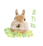かわいいうさぎさんのご挨拶スタンプ（個別スタンプ：2）