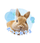 かわいいうさぎさんのご挨拶スタンプ（個別スタンプ：4）