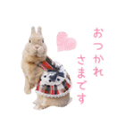 かわいいうさぎさんのご挨拶スタンプ（個別スタンプ：8）