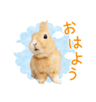 かわいいうさぎさんのご挨拶スタンプ（個別スタンプ：9）