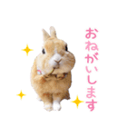 かわいいうさぎさんのご挨拶スタンプ（個別スタンプ：10）
