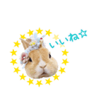 かわいいうさぎさんのご挨拶スタンプ（個別スタンプ：12）