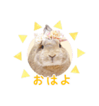 かわいいうさぎさんのご挨拶スタンプ（個別スタンプ：13）