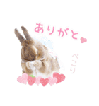 かわいいうさぎさんのご挨拶スタンプ（個別スタンプ：14）