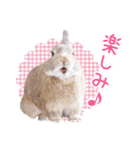 かわいいうさぎさんのご挨拶スタンプ（個別スタンプ：15）