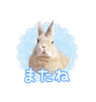 かわいいうさぎさんのご挨拶スタンプ（個別スタンプ：16）