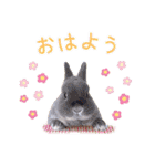 かわいいうさぎさんのご挨拶スタンプ（個別スタンプ：17）