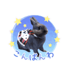 かわいいうさぎさんのご挨拶スタンプ（個別スタンプ：19）