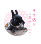 かわいいうさぎさんのご挨拶スタンプ（個別スタンプ：21）
