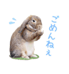 かわいいうさぎさんのご挨拶スタンプ（個別スタンプ：23）