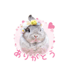 かわいいうさぎさんのご挨拶スタンプ（個別スタンプ：25）