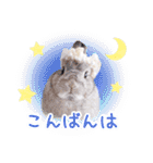 かわいいうさぎさんのご挨拶スタンプ（個別スタンプ：26）
