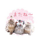 かわいいうさぎさんのご挨拶スタンプ（個別スタンプ：27）