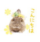 かわいいうさぎさんのご挨拶スタンプ（個別スタンプ：29）