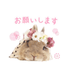 かわいいうさぎさんのご挨拶スタンプ（個別スタンプ：31）