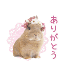 かわいいうさぎさんのご挨拶スタンプ（個別スタンプ：32）