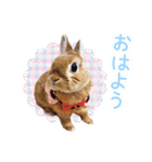 かわいいうさぎさんのご挨拶スタンプ（個別スタンプ：33）