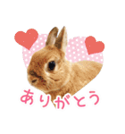 かわいいうさぎさんのご挨拶スタンプ（個別スタンプ：34）